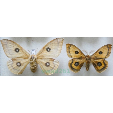 Aglia tau (Linnaeus, 1758) pair Lotnica zyska Czech98